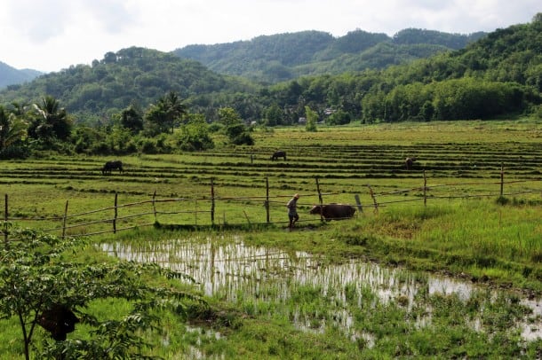 A rice farm in Laos