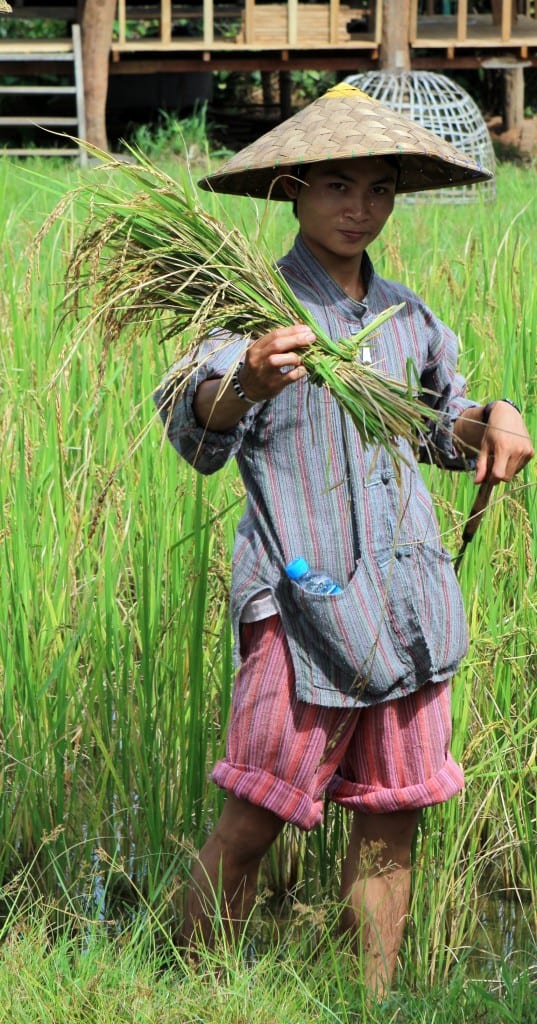 Harvested rice at the rice experience at Living Land Farm in Laos