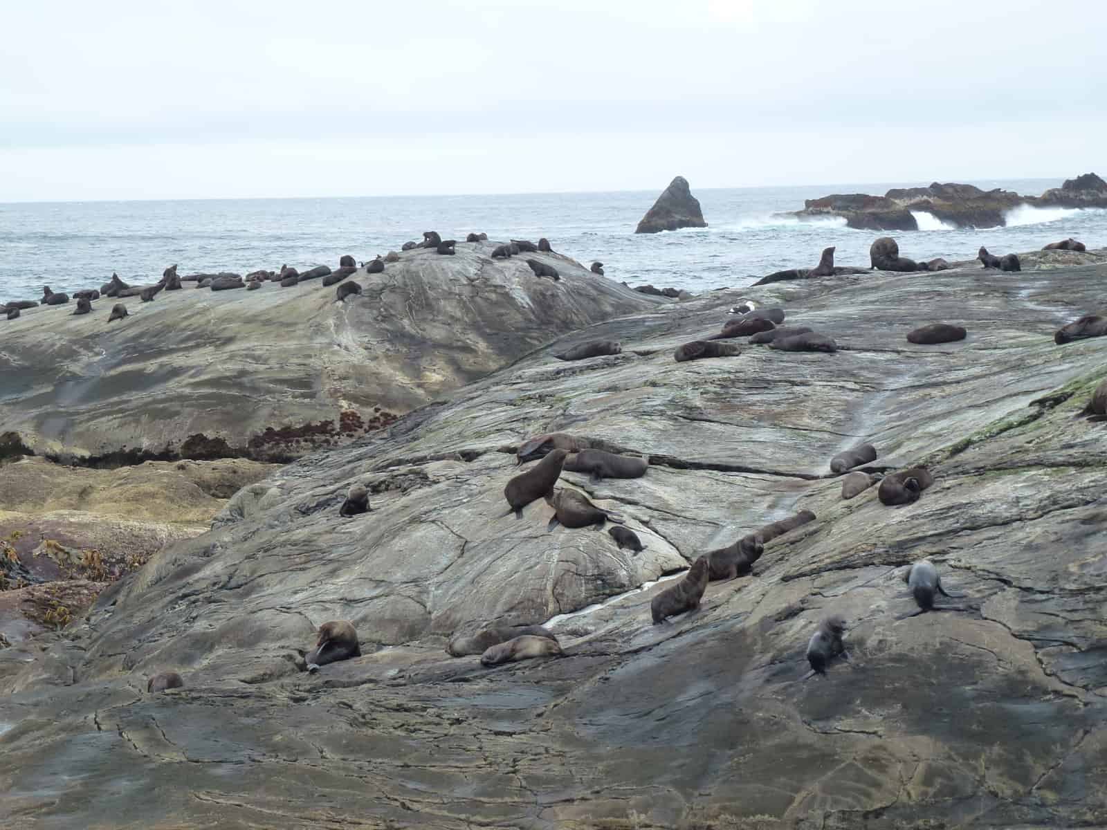 Doubtful Sound Seals