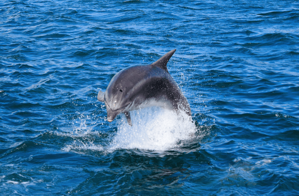 friendly dolphin