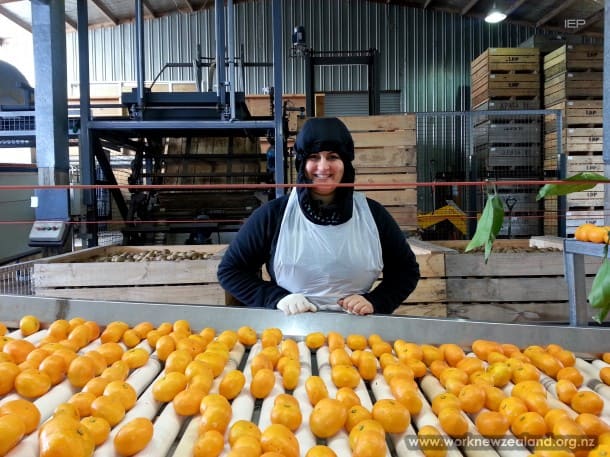 Fruit Industry/Seasonal Work on working holiday in New Zealand