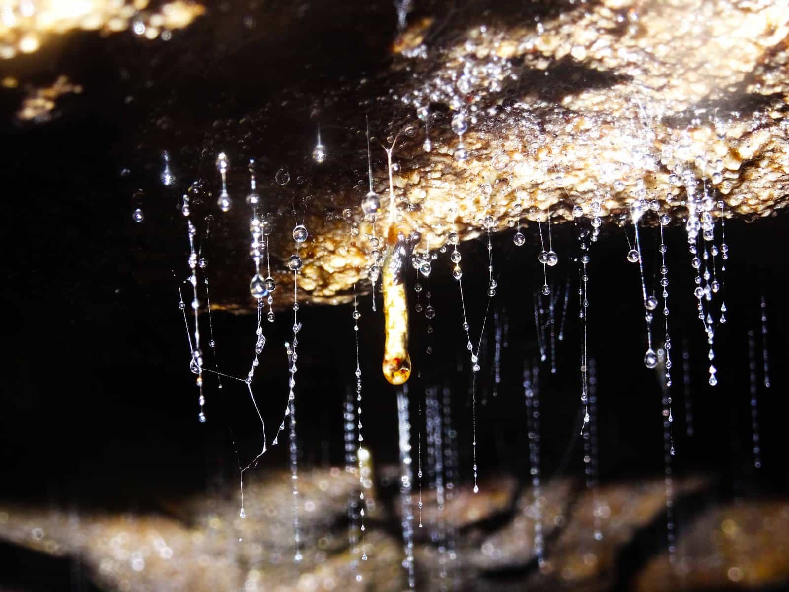 Glowworm cave Waitomo