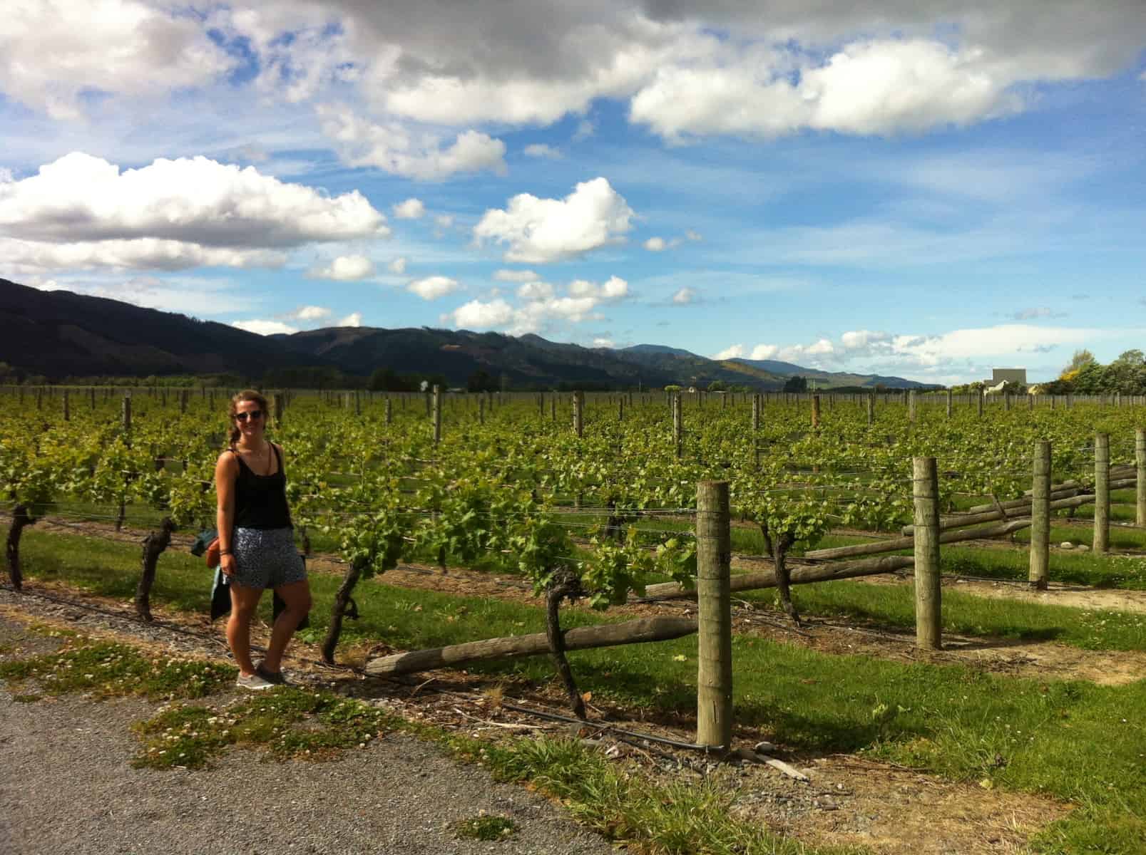 Wine tasting in Marlborough region