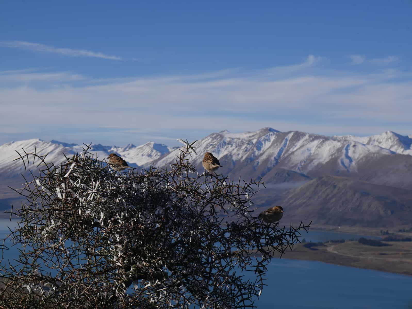 Birds in a tree in New Zealand