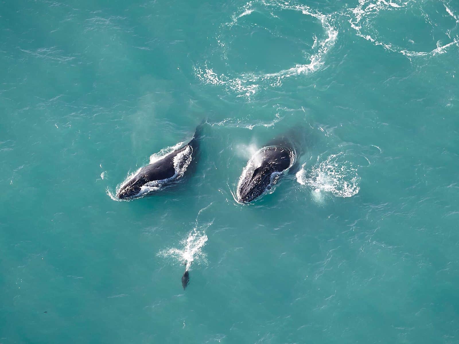 Whales in South Island, New Zealand