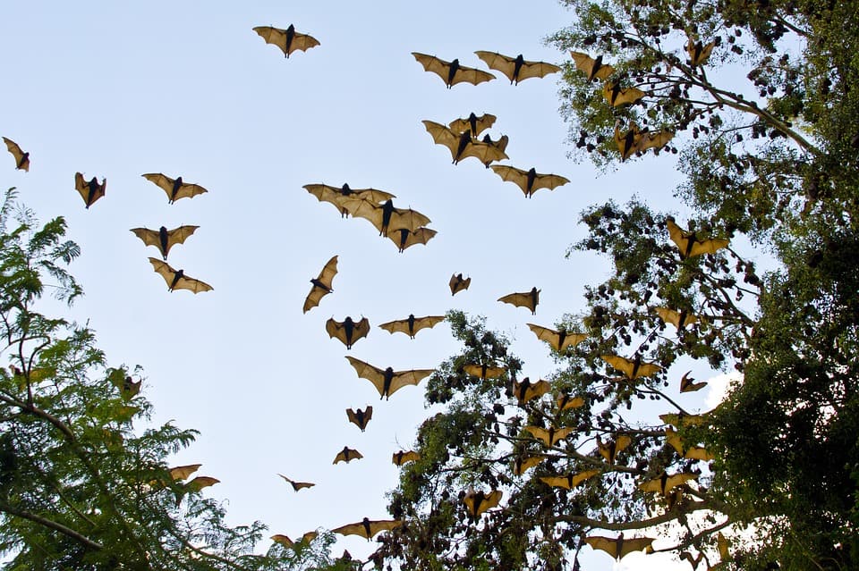 Flying Foxes - bats in Centennial Park, Sydney