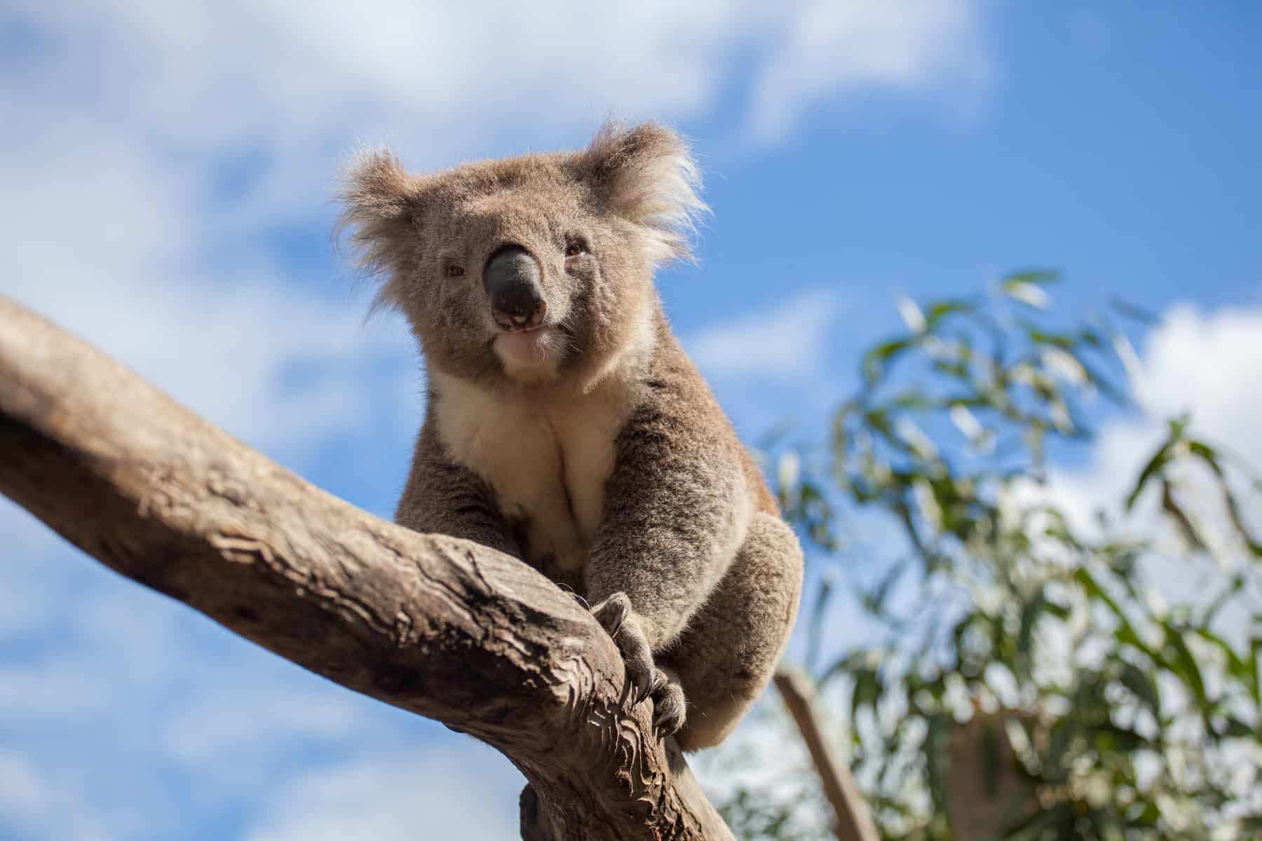 A Koala in a tree