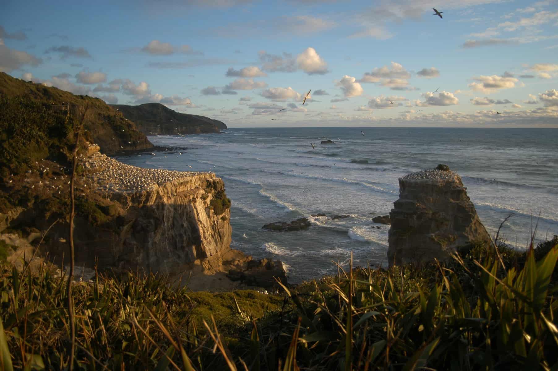 Gannet Colony at Muriwai Beach, Auckland