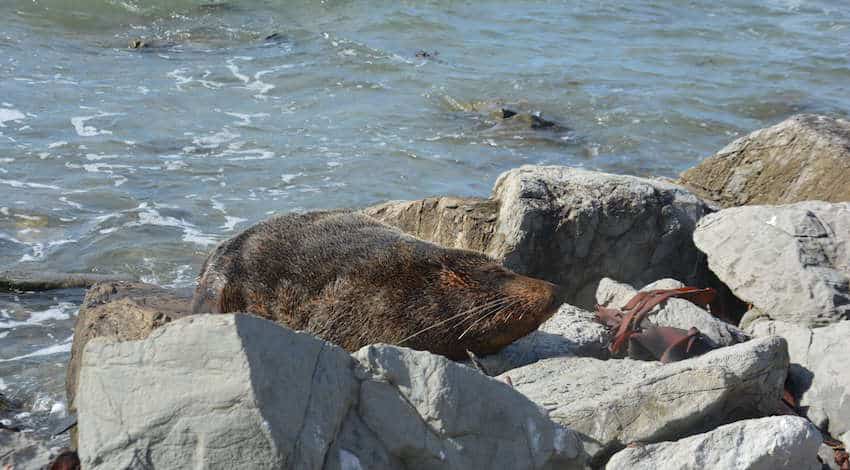 Kaikoura Peninsula Walkway has our seal of approval!